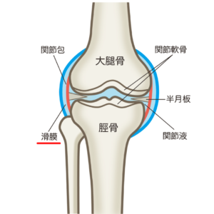 関節　滑膜　構造　痛み　関節痛